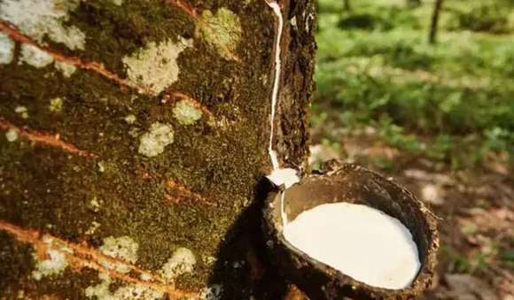 കര്‍ഷകരെ പ്രതിസന്ധിയിലാക്കി റബര്‍ ഷീറ്റിനു പിന്നാലെ ഒട്ടുപാലിനും വിലയിടിവ്