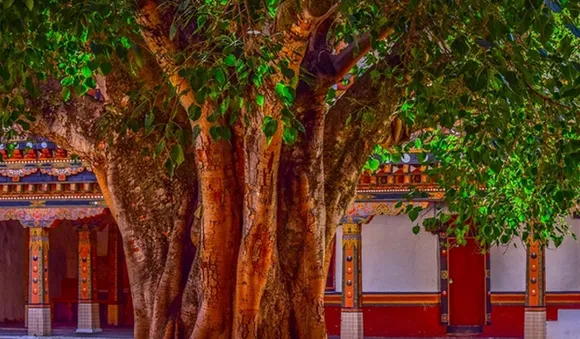 അമ്പലത്തില്‍ പോയാല്‍ ആല്‍മരം ചുറ്റണമോ?