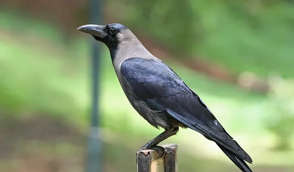 കാക്ക കരഞ്ഞാല്‍ ധനനഷ്ടം..........?