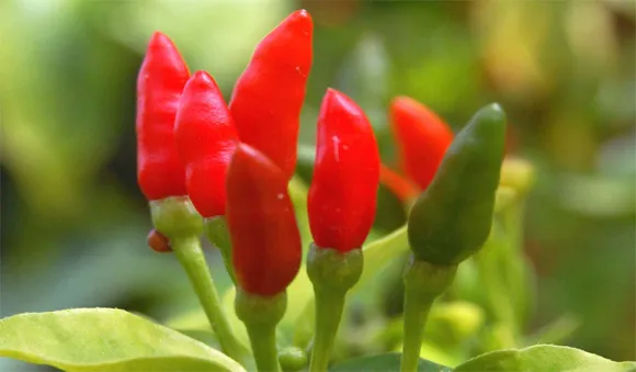 കാന്താരി വില കുതിക്കുന്നു