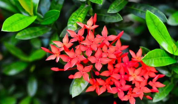 നവഗ്രഹങ്ങളും പുഷ്പങ്ങളും