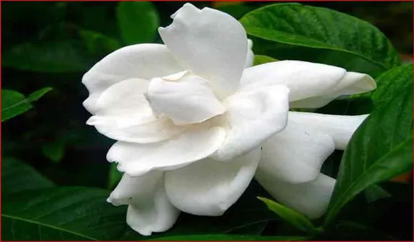 ചെറിയ മരം പോലെ വളരുന്ന ചെടിയും നല്ല സുഗന്ധവും; ബാല്‍ക്കണിയില്‍ വളര്‍ത്താന്‍ പറ്റുന്ന പ്ലാന്റുകള്‍