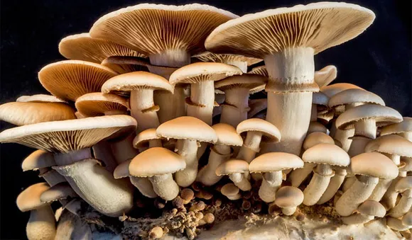 കൂണ്‍ കൃഷി ചെയ്യാം നേട്ടാം ദിവസം 3500