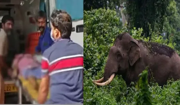 ഇടുക്കിയിൽ വീണ്ടും കാട്ടാന ആക്രമണം; വയോധിക കൊല്ലപ്പെട്ടു