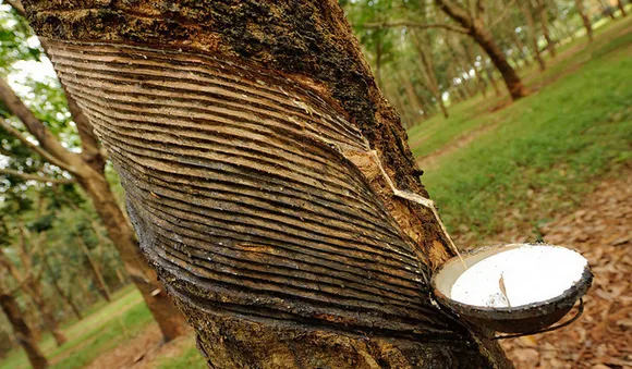 റബ്ബർ വില ഇടിയുന്നു : റബ്ബർ കർഷകർ അവതാളത്തിൽ
