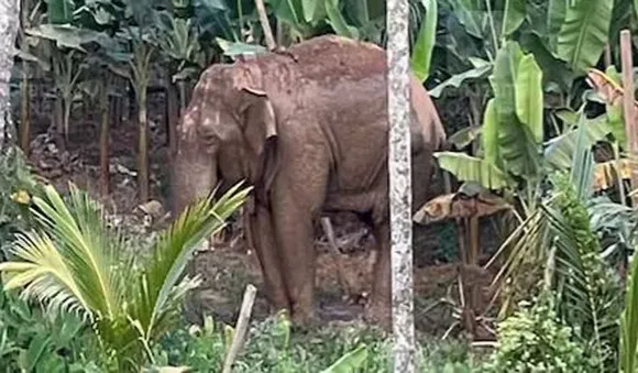 തണ്ണീര്‍ക്കൊമ്പന്‍ ദൗത്യം വിജയം; കര്‍ണാടകയിലേക്ക് മാറ്റി