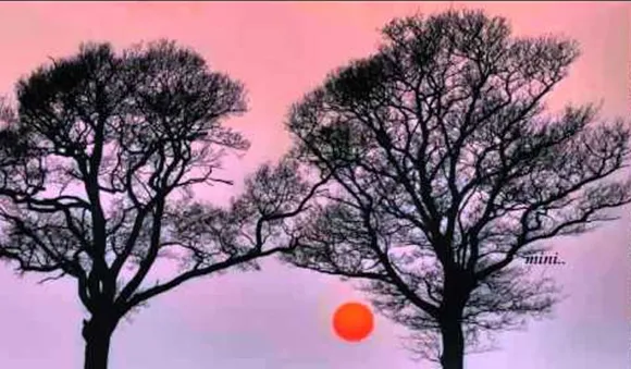 'ആ മരം-ഈ മരം' സോളോ ഷോ 16 മുതൽ 22 വരെ 