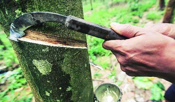 സിയാല്‍ മാതൃകയില്‍ കേരള റബര്‍ ലിമിറ്റഡ് കമ്പനി; കിറ്റ്‌കോ പദ്ധതി രേഖ നല്‍കി