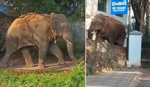 മാനന്തവാടി നഗരത്തെ വിറപ്പിച്ച കാട്ടുകൊമ്പനെ മയക്കി