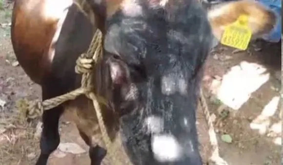കോട്ടയത്ത് പശുവിന്റെ കണ്ണിലും ദേഹത്തും ആസിഡ് ഒഴിച്ച് പൊള്ളിച്ചു