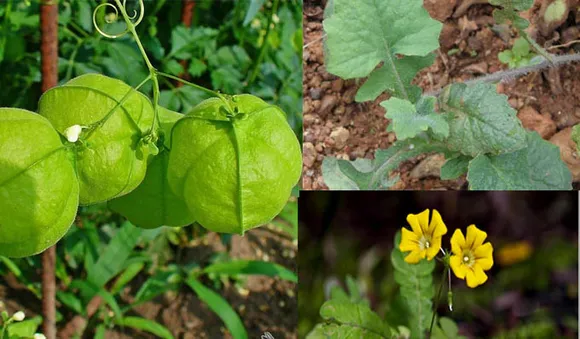 ദശപുഷ്പം ചൂടിയാല്‍