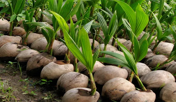 കേര ഉത്പാദനം പ്രതിസന്ധിയിൽ : കാർഷിക മന്ത്രാലയം