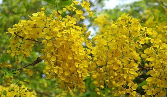 വിഷു അറിയേണ്ടതെല്ലാം...