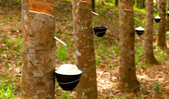റബർ വില ഇടിയുന്നു ; ഈ വർഷത്തെ ഏറ്റവും വലിയ ഇടിവ് രേഖപ്പെടുത്തി