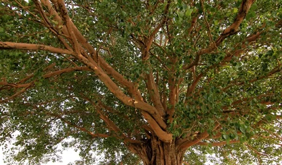 ഉച്ചകഴിഞ്ഞ് ആലിനെ പ്രദക്ഷിണം ചെയ്യരുത്