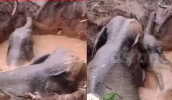 എറണാകുളത്ത് കിണറ്റില്‍ വീണ ആനയേയും കുട്ടിയാനയേയും രക്ഷിച്ചു; കാട്ടിലേക്ക് അയച്ചു