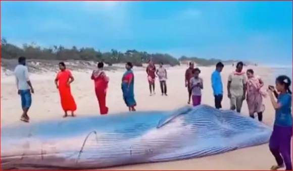 ആന്ധ്ര തീരത്ത് 25 അടി നീളമുള്ള നീലത്തിമിംഗലം; ജഡത്തിനു മുകളില്‍കയറി സെല്‍ഫിയെടുത്ത് ജനങ്ങള്‍