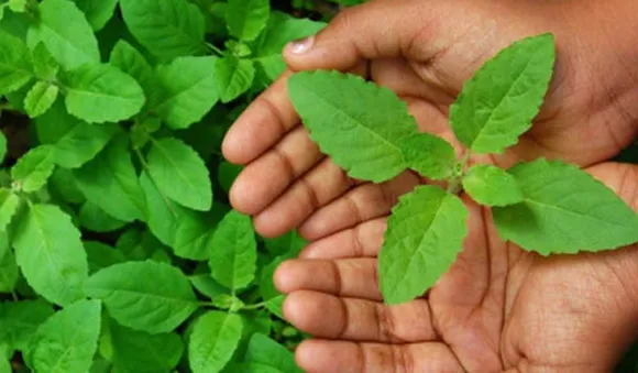 തുളസിയില നുളളുന്പോള്‍ ശ്രദ്ധിക്കണം