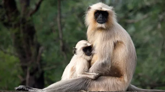Unique Monkeys at Wildlife Destinations of India