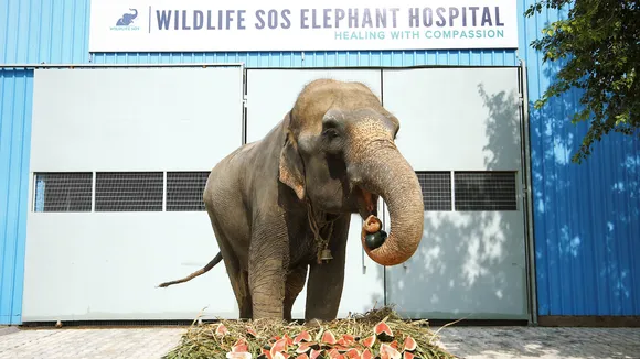 Elephant Hospital