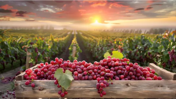 Indian Vineyards