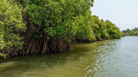 Vengurla Mangrove Safari 1
