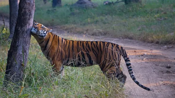 jungle lodge in India