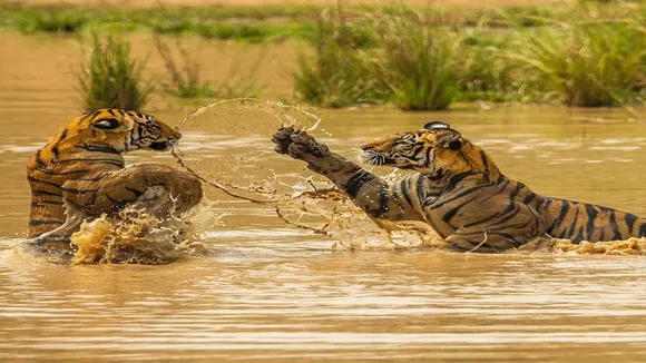 Bandhavgarh Tiger Reserve