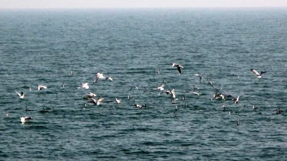 Copy of Local Samosa FI - 6