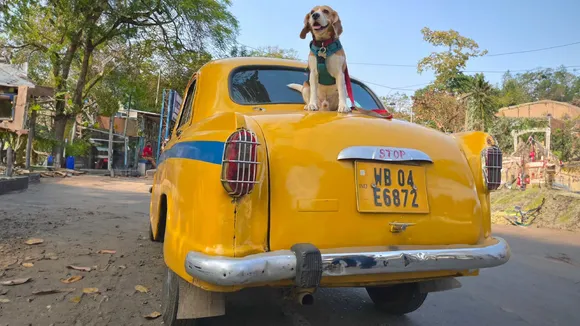 travel with dog 