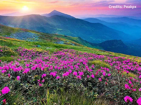 flower valleys of india