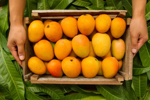 Savour the mango magic with these mango varieties in India