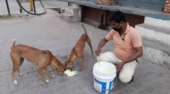 NGO's Feeding strays