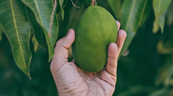 Savour the king of fruits while reading these fun facts about mangoes