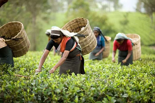 dorje tea