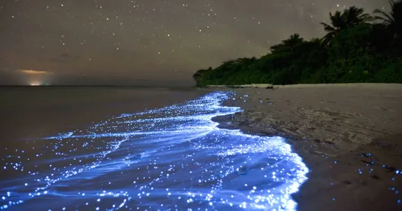 Check out this list of bioluminescent places in India to witness something magical!