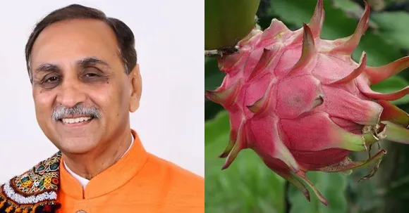 Dragon fruit renamed as 'Kamalam' by Gujarat CM; a flood of comments takes all over social media!