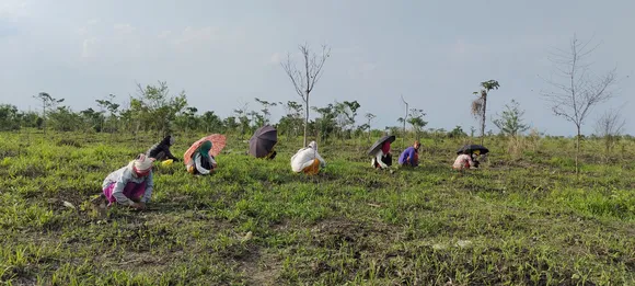 Balipara foundation