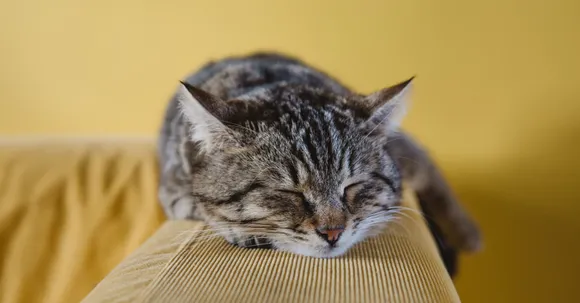 Celebrate International Cat Day with these accessories perfect for every cat personality.