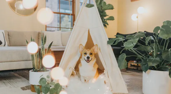 Check Out Pet cafes in Delhi- NCR For A PAW-fect Date!