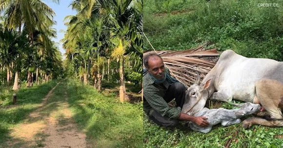 Chempotty Estate: A land in Mysore full of fruits, vegetables, cacao plants, vines, and laddoos!
