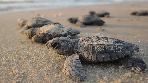 Velas Turtle Festival
