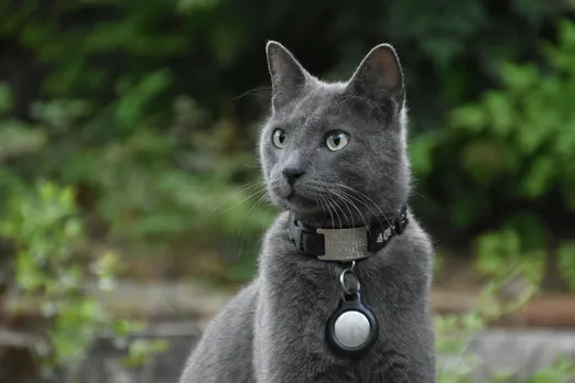 pet smart tag