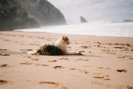 pet on beach