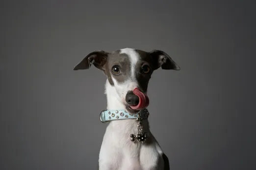 pet tag
