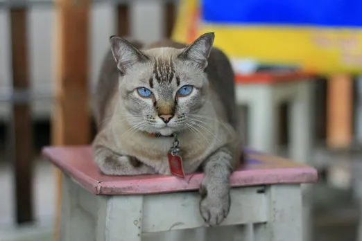 cat pet tag