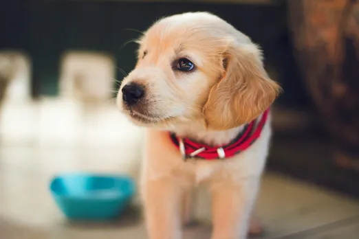 dog tag