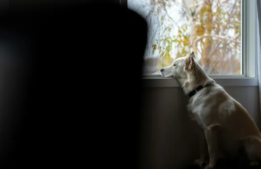 pet