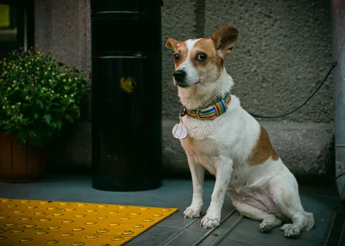 pet ID tag