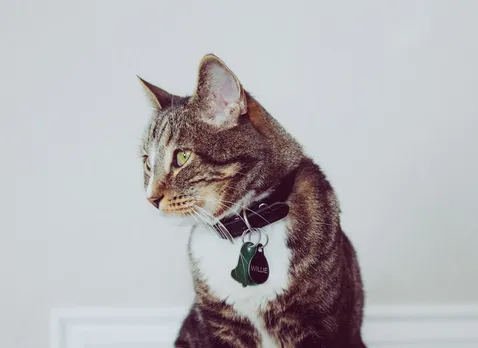 pet ID tag